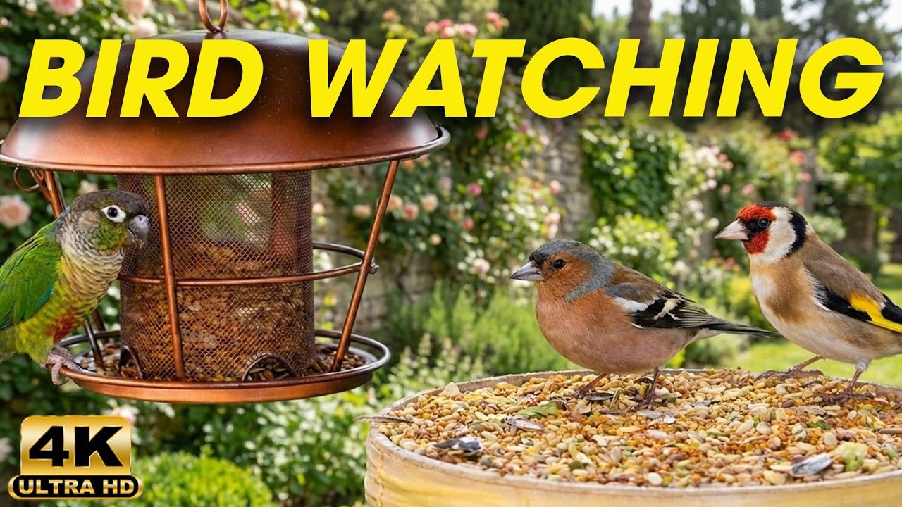 Endless Bird Watching for Cats 😻 24 Hours of Relaxing Bird Sounds to Keep Your Cat Calm 🐦 4K HDR
