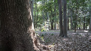 LUMIX GH5 HLG/HDR test 10 (not HDR ver for compare)