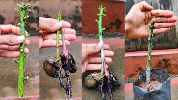 Stone grafting mango tree with Double rootstock | Mango Double Grafting #stonegrafting