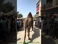 😱 Aisa Janwar Roz Roz Nahi Dekhne Ko Milta! 🐄