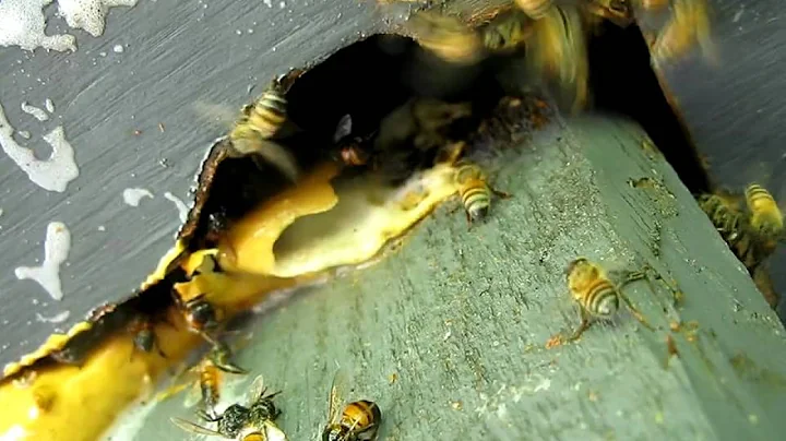 Africanized Honey Bees in Geneva,Fla (Seminole Cou...