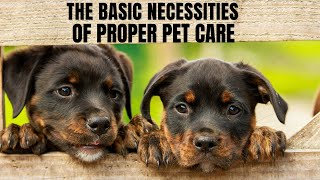 The Basic Necessities of Proper Pet Care