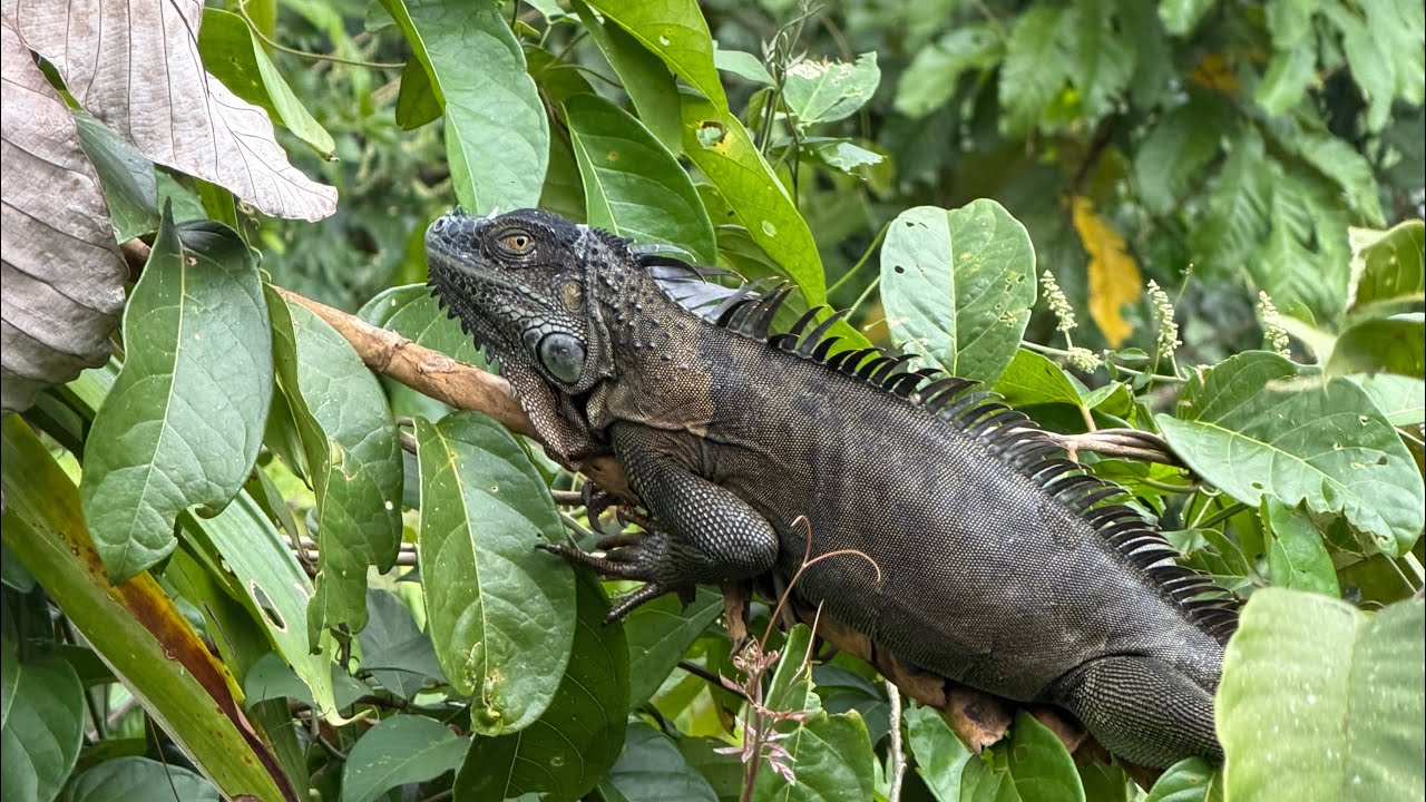 Прогулянка в тропічному лісі Коста ріки #огляд #прогулянка #подорожі #орхідеї #orchid #flowers #