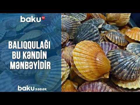 Balıqqulağı bu kəndin qazanc mənbəyidir