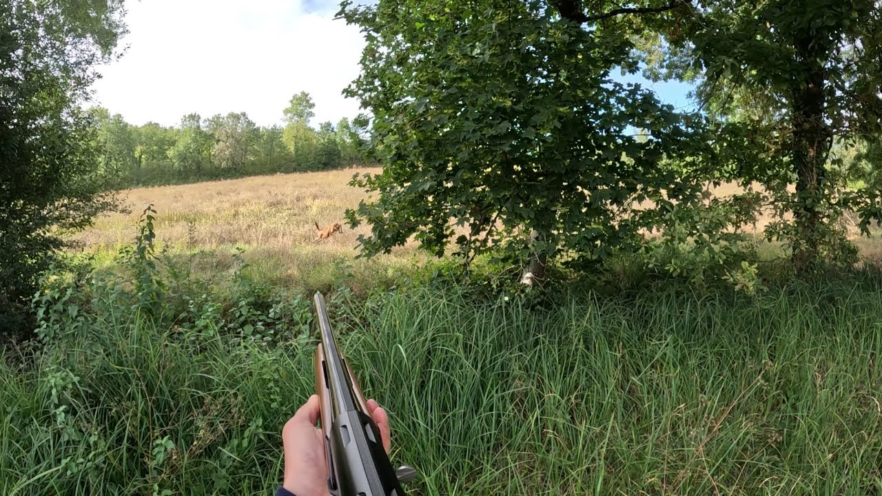 chasse-au-petit-gibier-saison-2023-2024-youtube