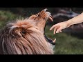 r/Storiesaboutkevin Kevin Tries To Pet a Hungry Lion!