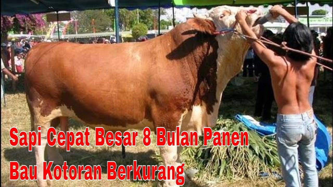 Makalah Usaha Ternak Sapi Potong - Tenak Sapi Blog