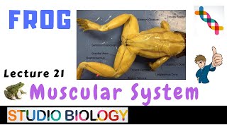 Cl 11-Zoology Lectures- Frog Dissection Skeletal And Muscular Systems Vertebra Skull- 1.21