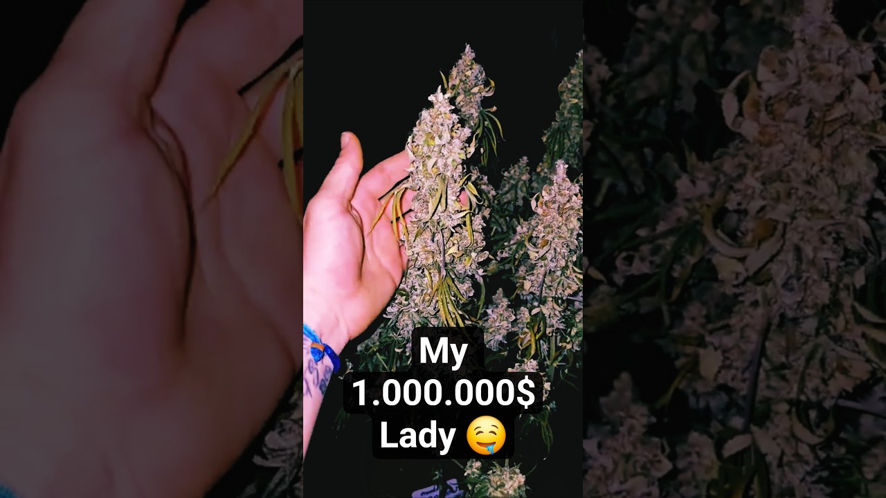 Harvest my favorite strain - Permanent Marker