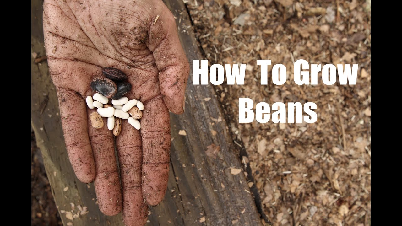 How To Grow Bush and Pole Beans YouTube