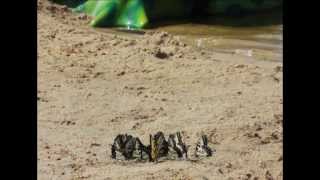 The Butterfly Huddle {Holliday Lake State Park}