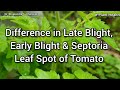 Difference In Late Blight Early Blight And Septoria Leaf Spot Of Tomato Dr Bhupendra S Kharayat Difference In Late Blight Early Blight And Septoria Leaf Spot Of Tomato Dr Bhupendra S Kharayat
