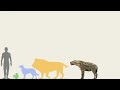 Pachycrocuta Brevirostris vs Lion, Human, Dog and Squirrel in Size Comparison