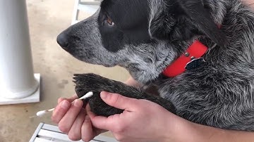 AVMA Required task video.