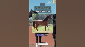 معنى:(الصَّافِنَاتُ),٦٣-شرح مفردات غريب القرآن،سورة ص ،الشيخ خالد الحرمي.