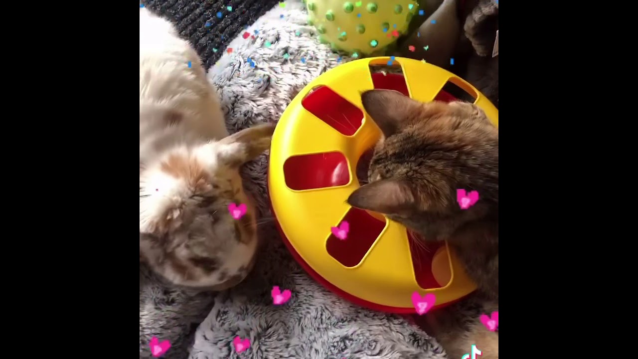 Tendresse Amour Entre Chat Et Lapin La Plus Belle Amitie Lapinoux Nain Belier Chat Tigre Youtube