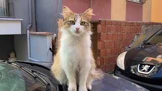 Incredibly beautiful Cats living on the street. The fur of these cats is very beautiful. 😍