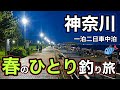 【神奈川釣り旅】やっと釣れた！GW前のファミリー釣り場で大型高級魚が！シーズン序盤のとある魚を狙ってみたら！2026.4