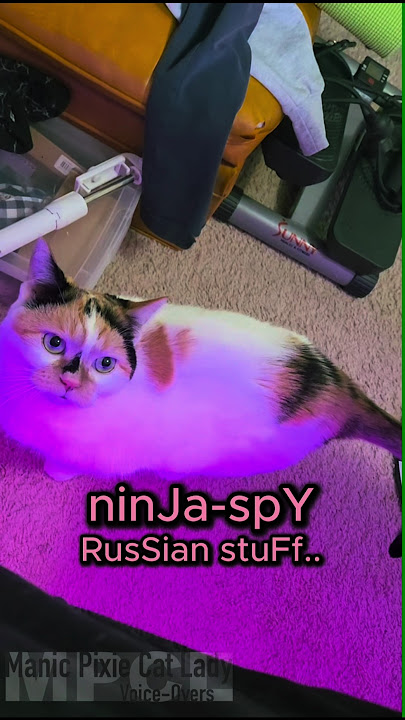 My Cat is Taking Her Ninja-Spy Missions to the Next Level