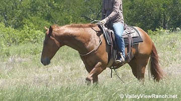 Smooth Maximus - bridle-less riding and trail riding! - ValleyViewRanch.net