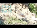 Can i eat it baby northern wheatear  oenanthe oenanthe