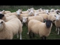 Ewe lambs just before scanning.