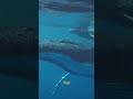 Avvistamento di balene giganti #shorts