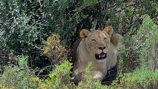 On safari at Garden Route Game Lodge screenshot 4