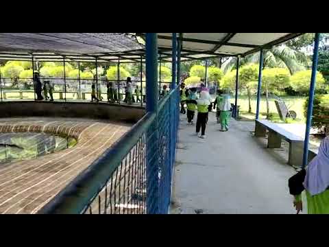 Lawatan ke taman buaya tuaran - YouTube