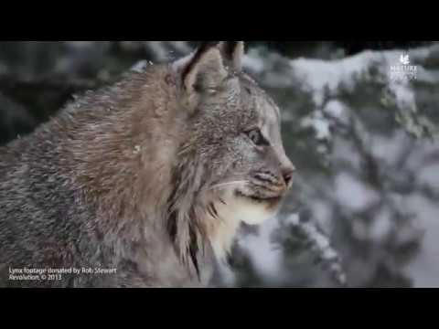 nature kpop Canada’s wildlife are losing their homes at an alarming rate. You can help them.