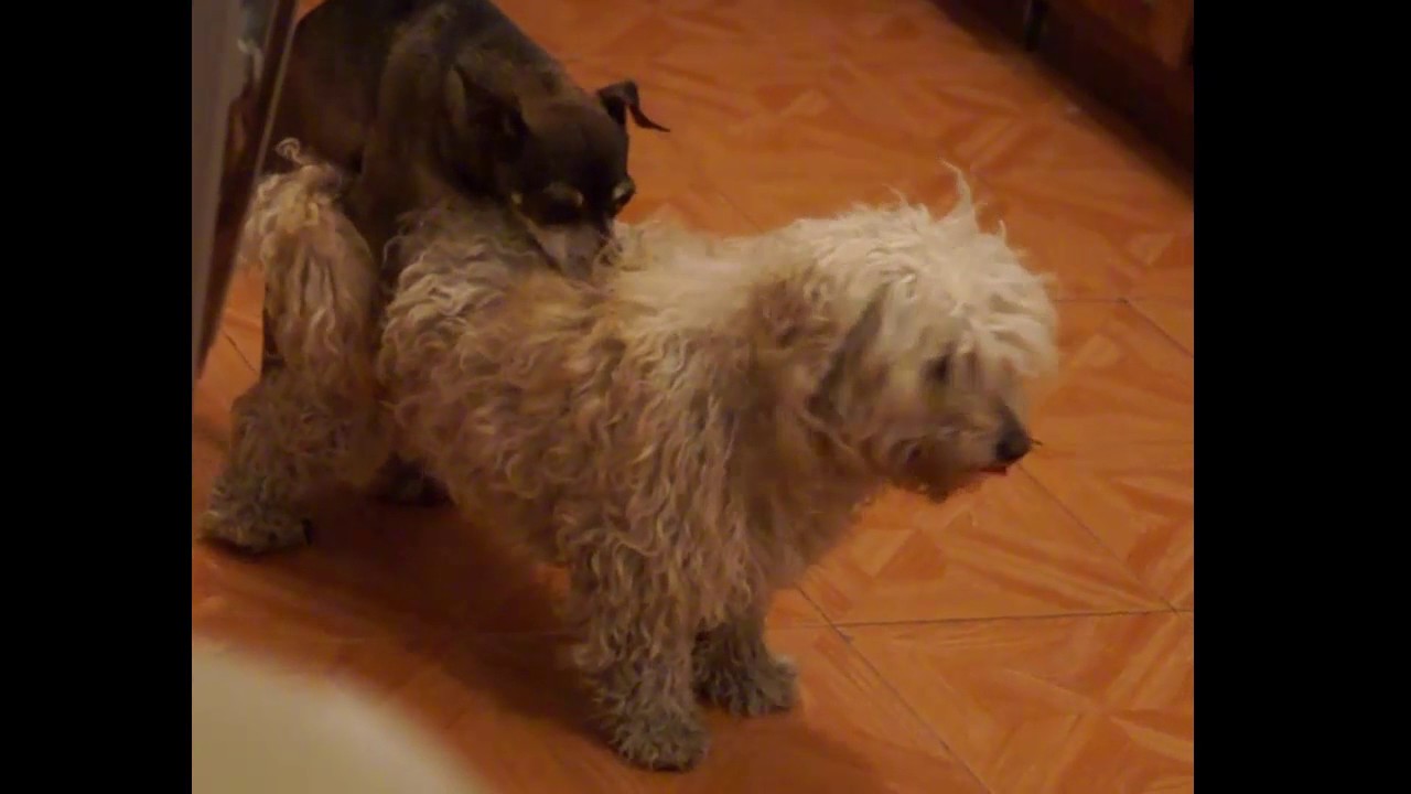 Perros teniendo SEXO | PARODIA! - YouTube
