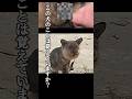 「覚えていますか?」実は蜂犬と嘲笑され続けた犬の真実が〇〇だった...#shorts