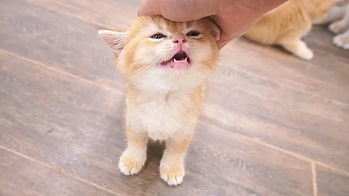 Watch the video about The meowing kittens running to their owners to be petted when mom cat ignores them are so cute
