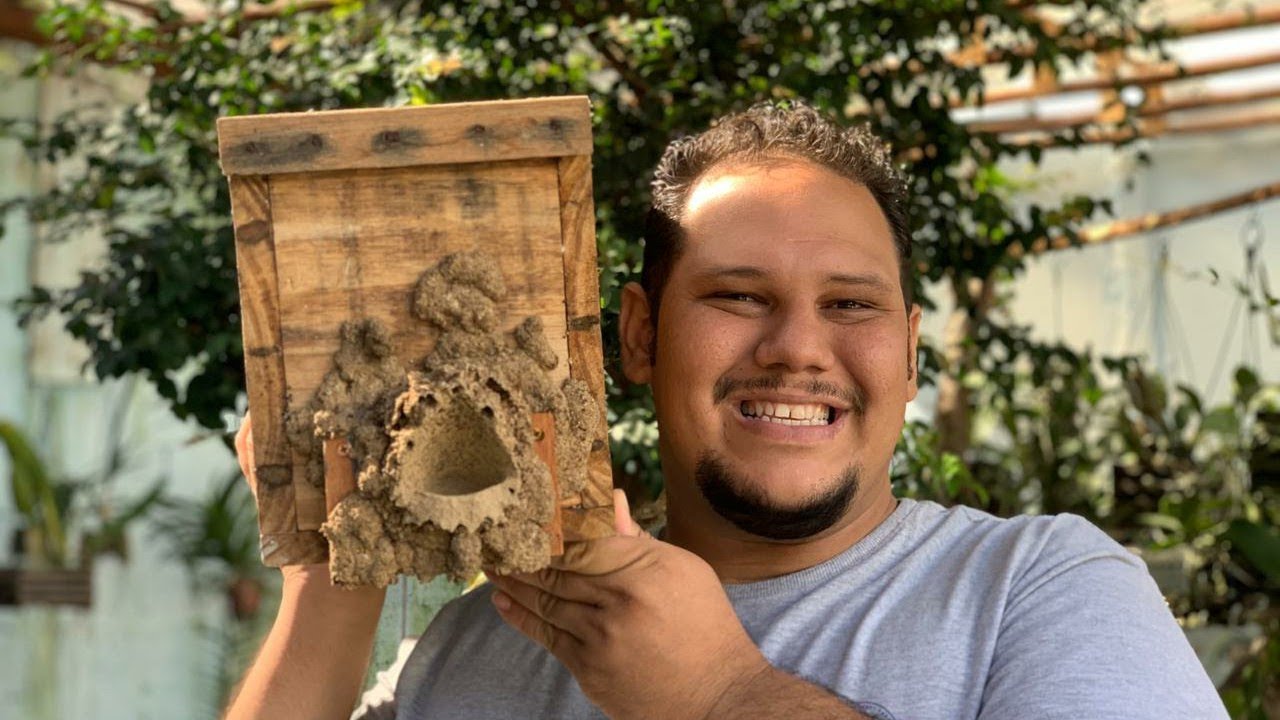 BOCA DE SAPO A ABELHA REJEITADA