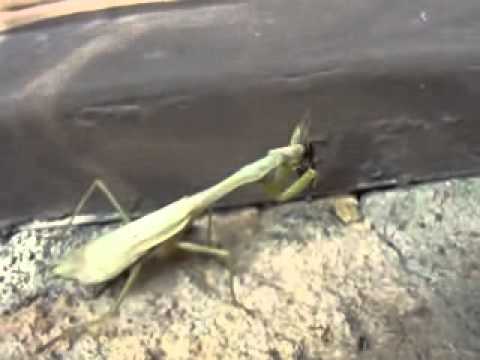 Praying Mantis Eating a Fly