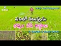 వరిలో కలుపును సులభంగా నివారించవచ్చు || Weed control in Dry Direct Seeded rice || Karshaka Mitra