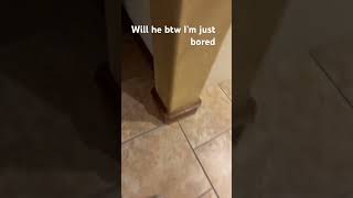 Im Curios If He Will