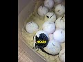 The Moment These Turtles Came to Life #animals #wildlife #emotional