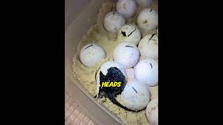 The Moment These Turtles Came to Life #animals #wildlife #emotional