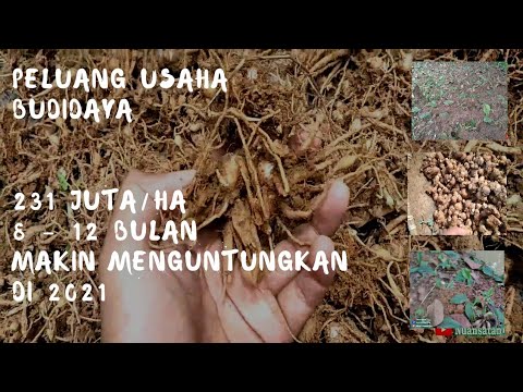 Peluang Usaha Budidaya Yang Menjanjikan Di 2021 Bisnis Anak Muda Yang Belum Banyak Di Ketahui Youtube