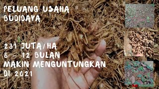 Peluang Usaha Budidaya yang Menjanjikan di 2022 | Bisnis Anak Muda yang Belum banyak di Ketahui !