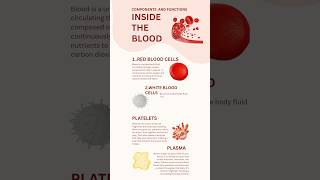 🩸 Blood Components Explained in 60 Seconds | RBC, WBC, Platelets & Plasma