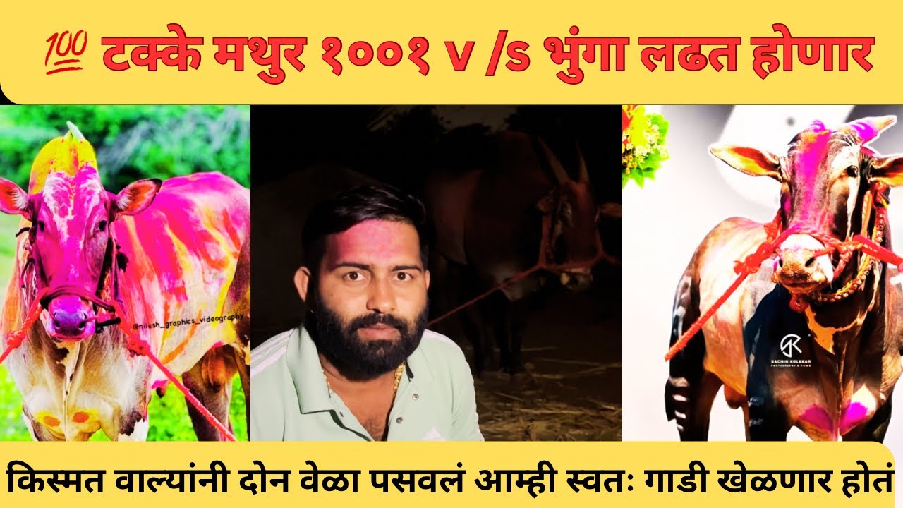 Mathur v/s bhunga lavkarcha 💯टक्के ही गाडी प्रेक्षणीय होणार भुंगा विरुद्ध मथुर १००१🙏