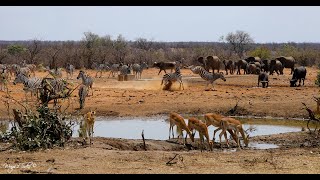 Zebras Bedazzle At The Waterhole - A Perfect African Morning