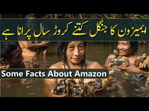 Some Facts About Amazon Forest | Amazon Rainforest | Largest Forest in The World