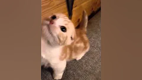 Watch the video about Munchkin fold available for sale male kitten