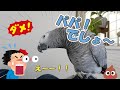 【衝撃発言】パパも思わず驚く⁉人のせいにするインコ【おしゃべりインコ】