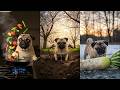 Nonomen funny video😂😂😂 Various Dogs Cooking Anime