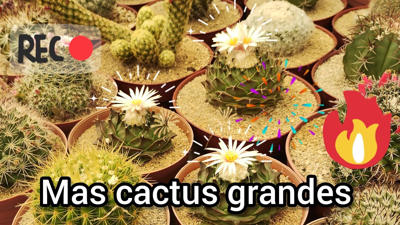 Mostrando más de mis cactus grandes. 🐢🙂🌵