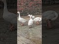 geese